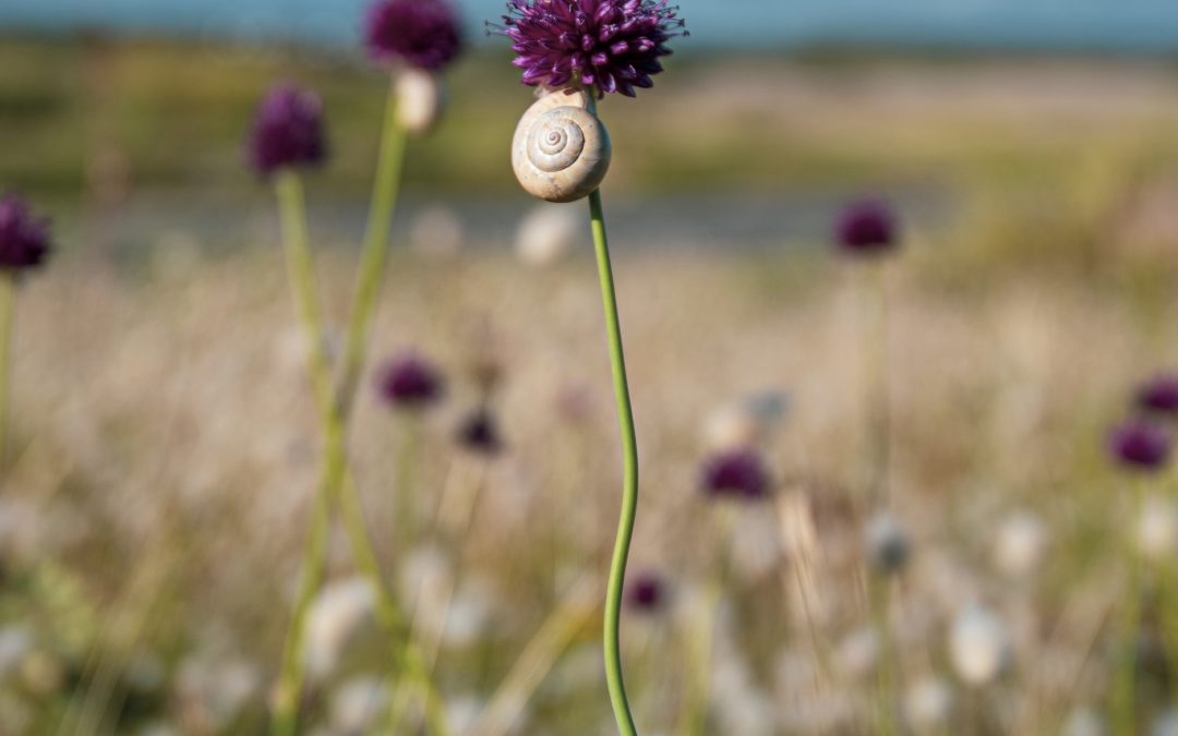 Fleur de Sardine (Arméria) à Gâvres
