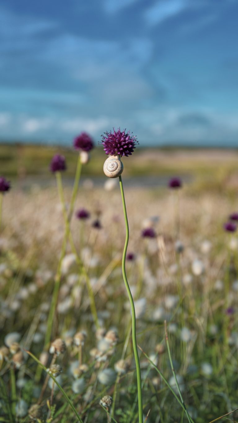 tableau photo bretagne - gâvres morbihan 56