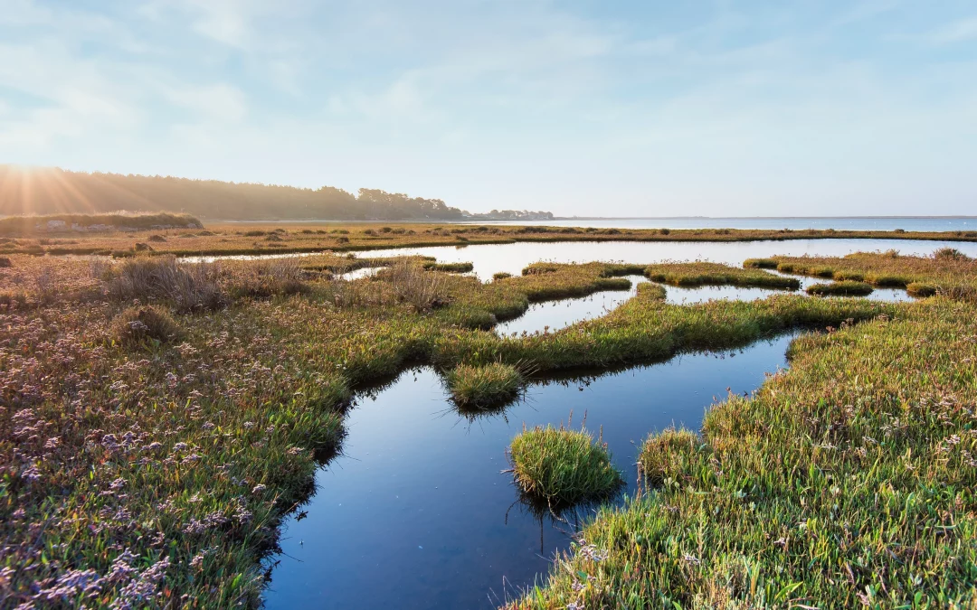 Petite Mer de Gâvres, Le Dreff et l’île aux Pins
