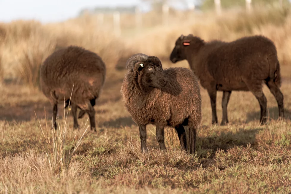 reportage photo libre - petite mer de Gâvres - Le Dreff