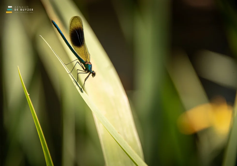 reportage photo - syndicat scorff - pont-callek