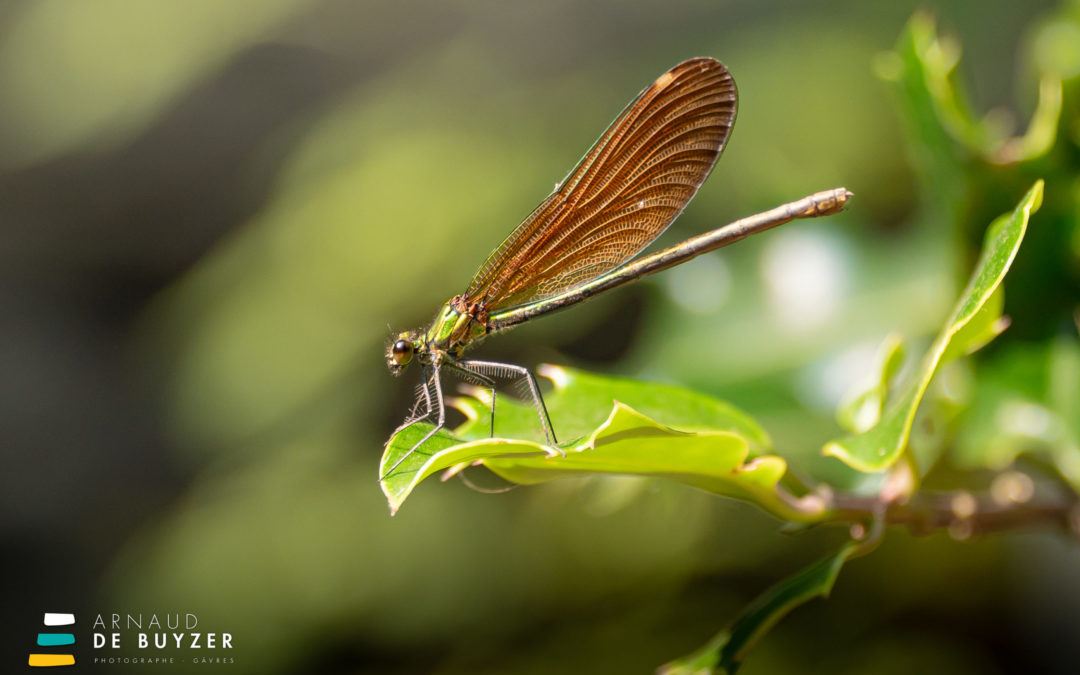 Odonates du Bois de St Jean (Libellules) – Riantec