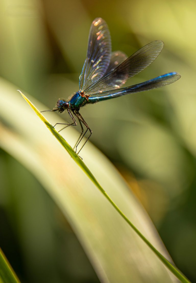 SD DSC 3758 - Photographe Morbihan
